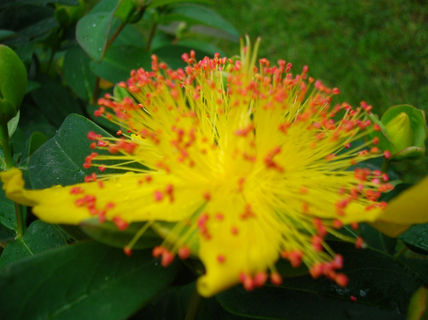 Flores - 2