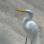 animales thumbnail 1