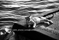 GATO EN EL PUERTO