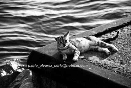 Gato en el puerto