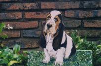 Basset