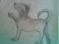 PERRO BOBI