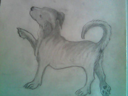 Perro bobi