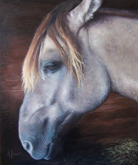 Caballo 03 Oil Canvas