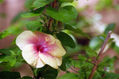 Flor terciada con gotas de agua condensadas en superficie
