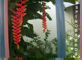 heliconia