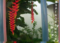 Heliconia