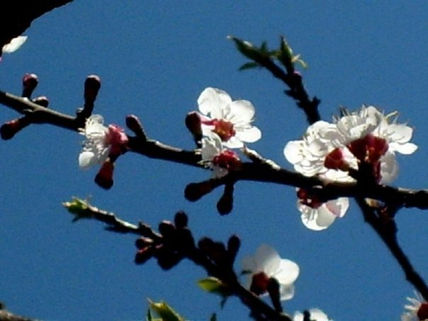 Flores
