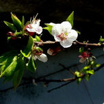 Llego la primavera thumbnail 1