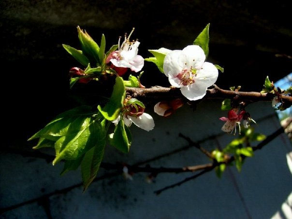 flores y hojas 