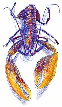 Langosta/ Lobster Pencil