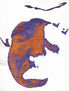 arlequin 6