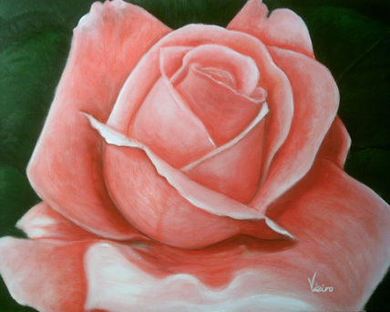 Rosa primavera