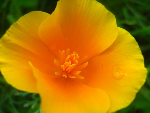 Amapola.. Nature Color (Digital)