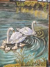 Cisnes