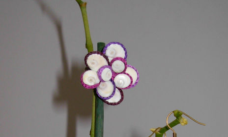 Caracoles de mar