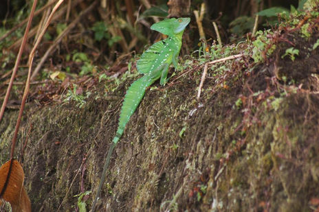 Details from Nature