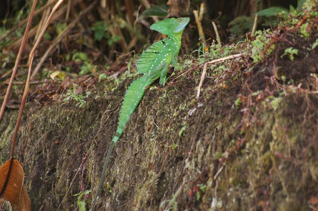 Details from Nature 