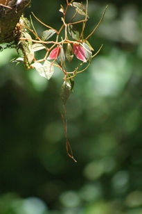 Details from Nature