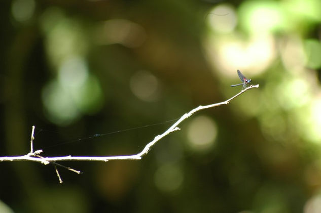 Details from Nature I 