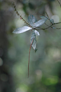 Details from Nature I