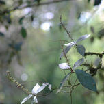 Details from Nature I thumbnail 1