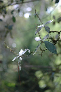 Details from Nature I