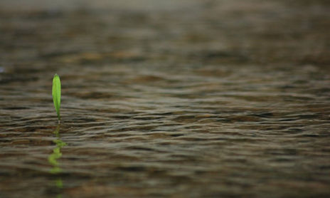 Details from Nature I