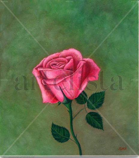 Rosa de Pasión