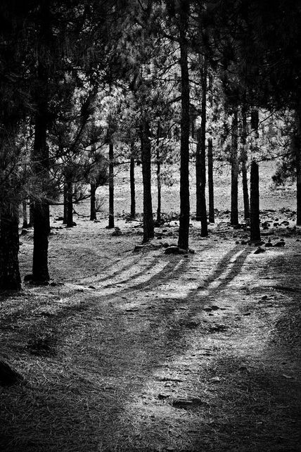 Bosque
