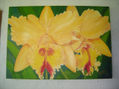 orquidea