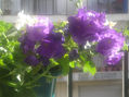 Flores violetas 2