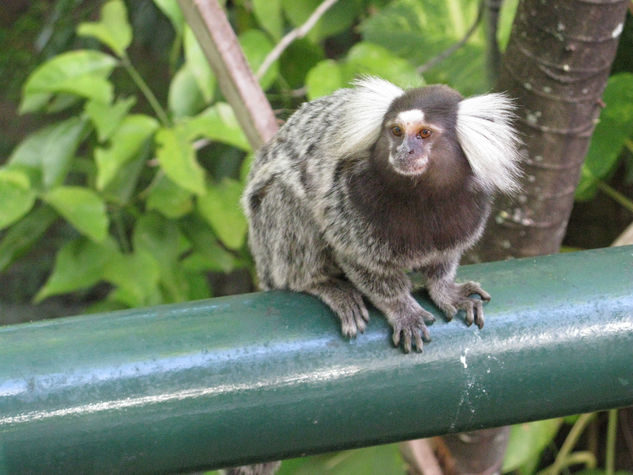 macaco  de brasil Travel Color (Digital)