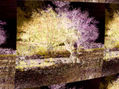 PAISAJE CON ARBOL