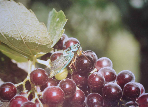 LA CIGARRA Naturaleza Color (Química)