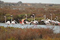 Flamencos.