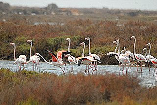 Flamencos. 