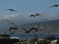 Pelicanos chilenos