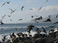 pelicanos chilenos   vina del mar chile