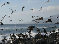 Pelicanos chilenos...