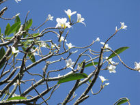 Arbol de  de flor