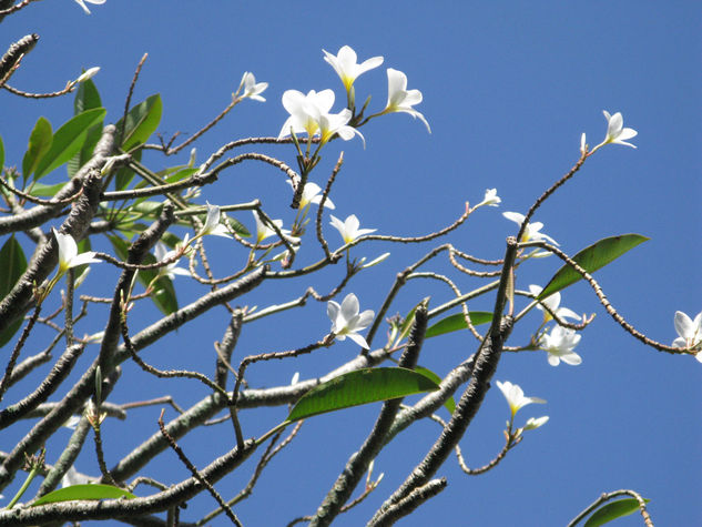 arbol de  de flor Travel Color (Digital)