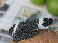 mariposa en un coco brasil