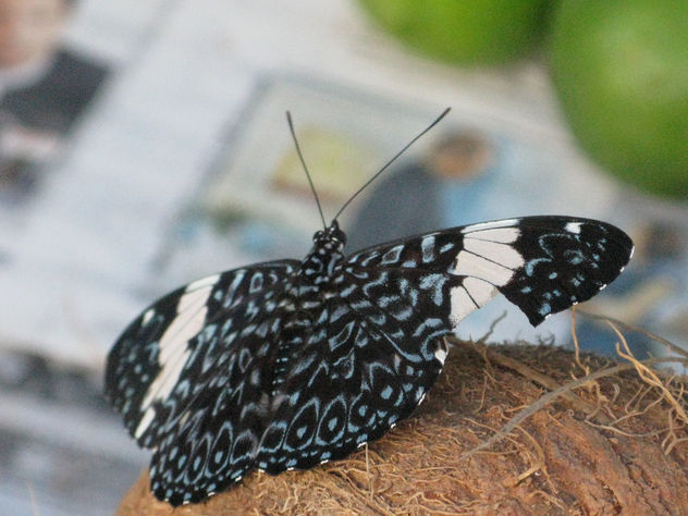 mariposa en un coco brasil