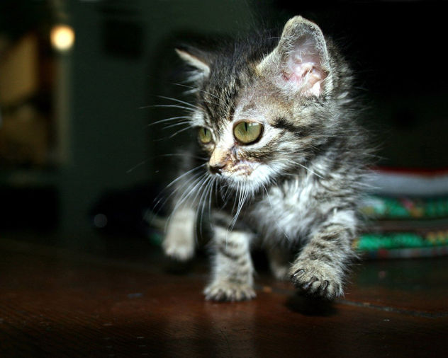 gato