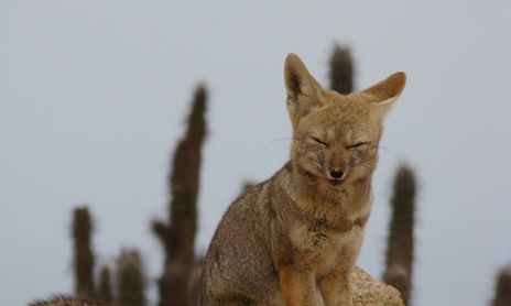 DESIERTO