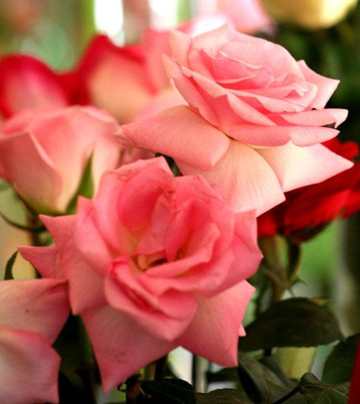 flor 2