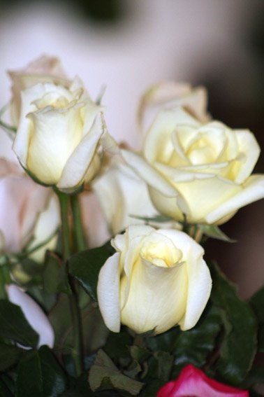 flores 5
