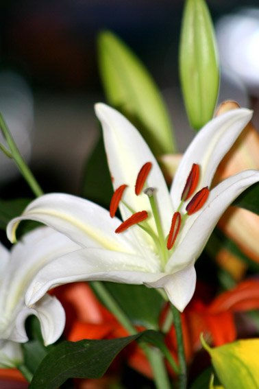 flores 6
