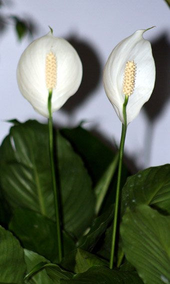 flores 7